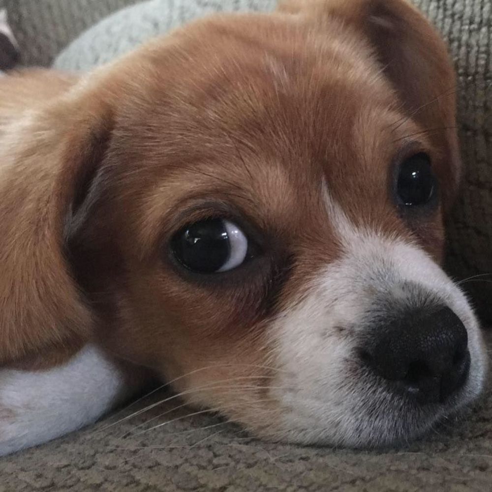 Meet your Posher, Peggy